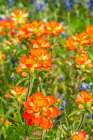 USA, Texas, Hill Country. Blooming bluebonnets and Indian paintbrush flowers. Art Print